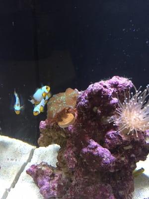 ORA Premium Snowflake is coming home with me.