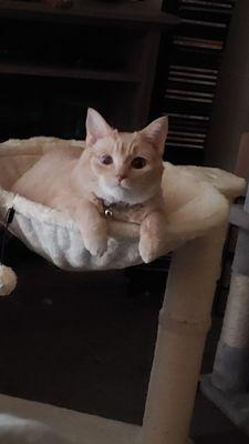 Animal Hospital Southwest