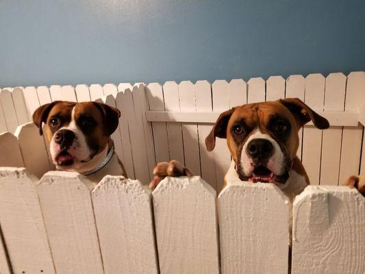 Pups enjoy large, comfy suites while boarding with us