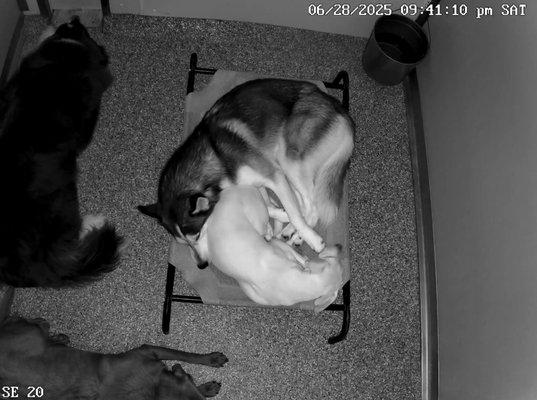 Porter Road Pet Care