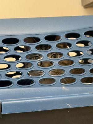 Bevlab Animal Hospital