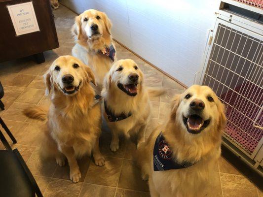 Evelyn's Pet Grooming