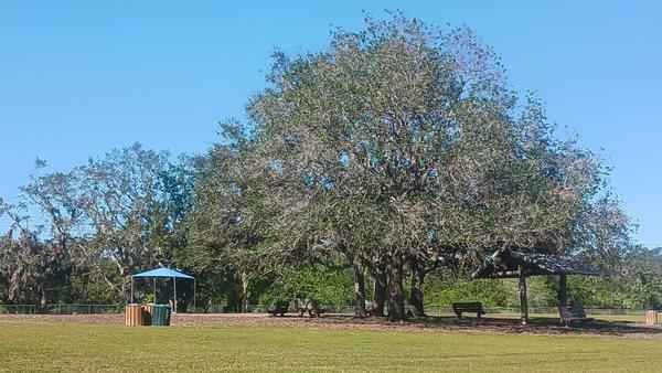 A big giant tree with a nice seating area underneath it