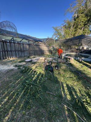 New Generation Tree In Landscape Service