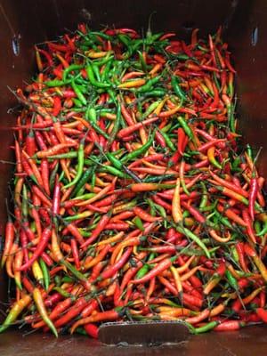 hot peppers