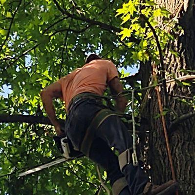 Cramer Tree Removal