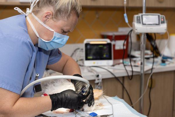 From routine wellness to urgent care to pet dental, we have you covered to ensure your pet lives a long, happy, and healthy life.