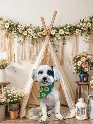 Trixie was happy with her new doo!