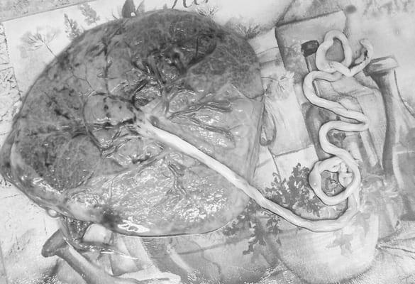 Johanna Lemus Storey