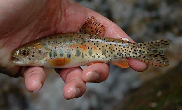 Tim's Fly Shop