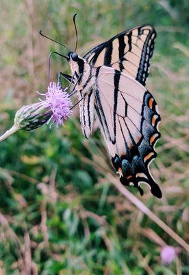 Drop Dead Pest Control