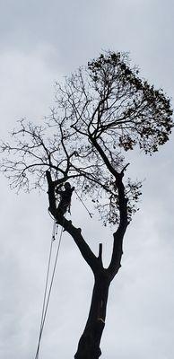 Freddies Landscaping Services