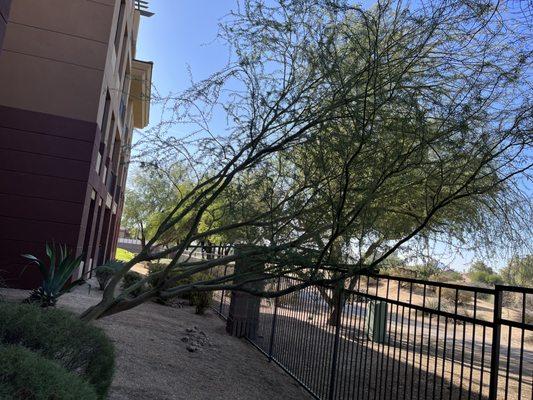 Cervantes Tree Service