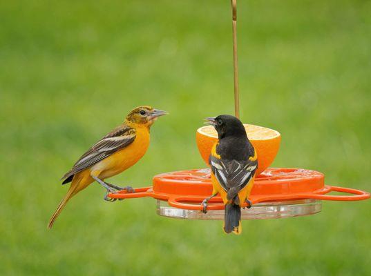 Baltimore Orioles are in town September thru April. Stop by for feeders, nectar, jelly and treats they can't resist.