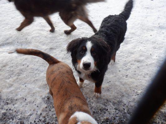 Animal Daycare & Boarding