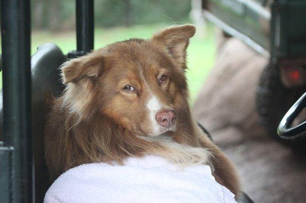 Tao. Our eldest of six fur kids, (5 are Australian Shepherds).