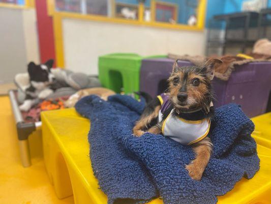 South Park Doggie - Playland DTLA