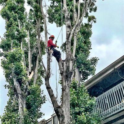 Soto Pro Tree Expert