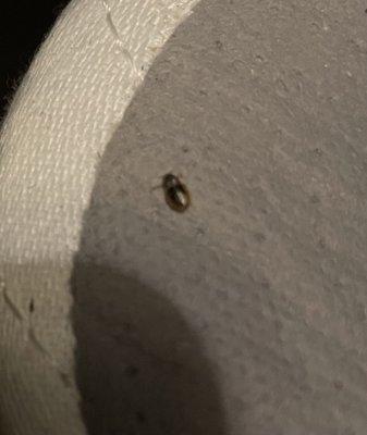 Bed bug on box spring