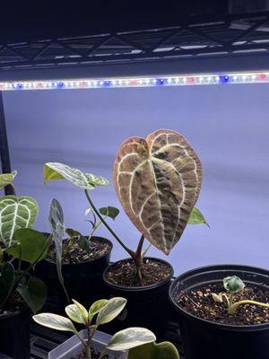 Exotic & Rare Plant Shop