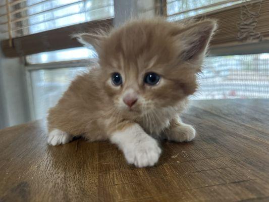 Purr Project Animal Rescue