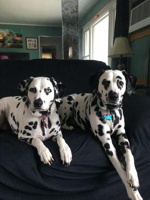 East Bay Veterinary Hospital