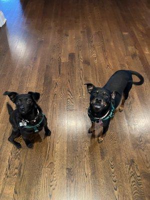 Dayna Troiano Pet Services