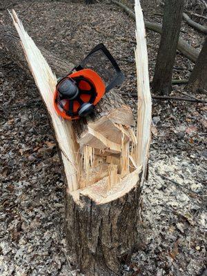 Biggest tree I cut down. Used STIHL