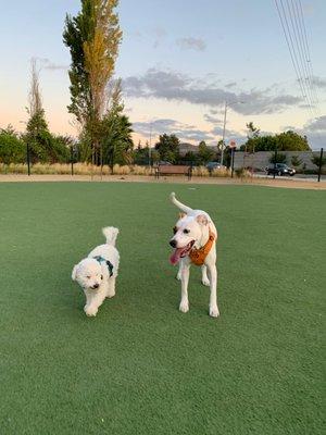 Raleigh Linear Dog Park
