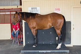 Bar L Equine Conditioning Center