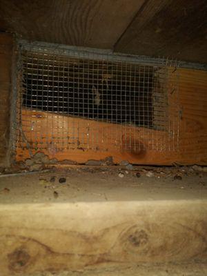 Rodent Exclusion Pro