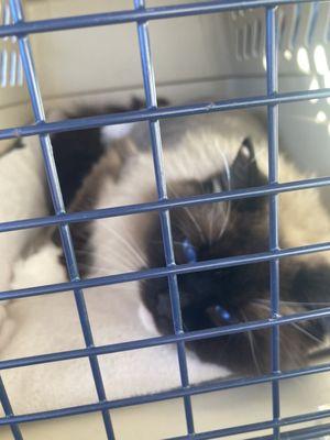 Potter League For Animals