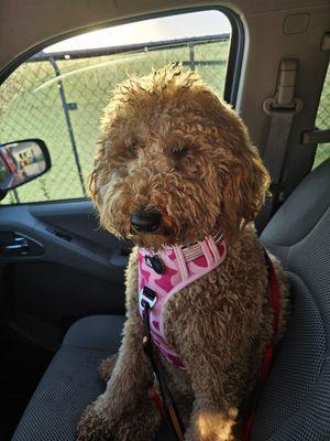 The Mutt Hut Pet Grooming