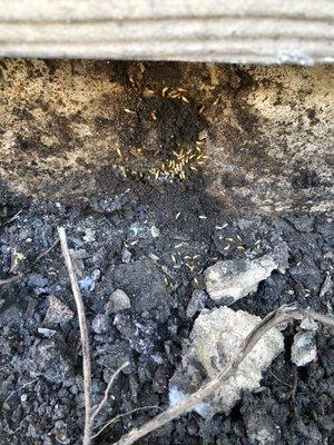 America's Pest Elimination