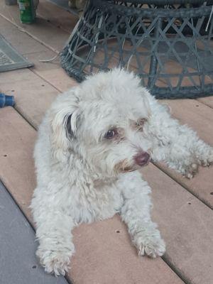 This is my Gracie! 20 months.