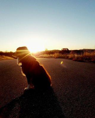 Good Knight Pet Care