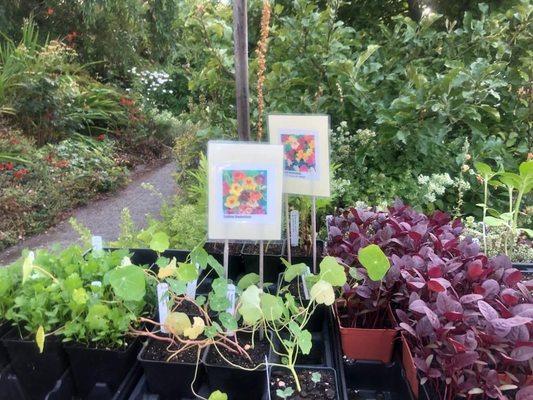 Abundant Greens Urban Farm and Nursery