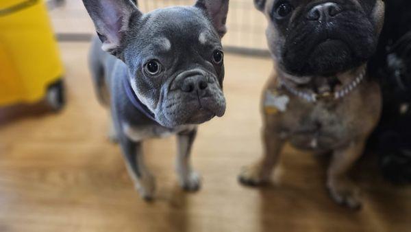 Frenchie Squad!