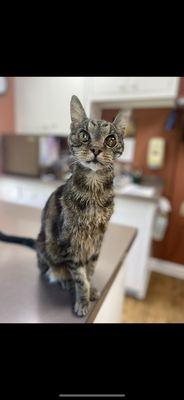 Veterinary Medical Center