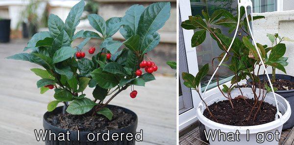 Nurseries Caroliniana