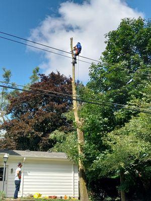 Original D&L Tree Service
