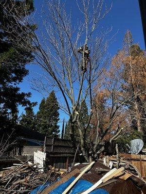 Alpine Tree Services