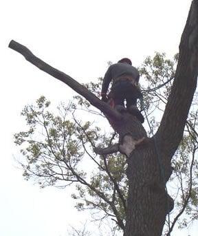 Over The Top Tree Care