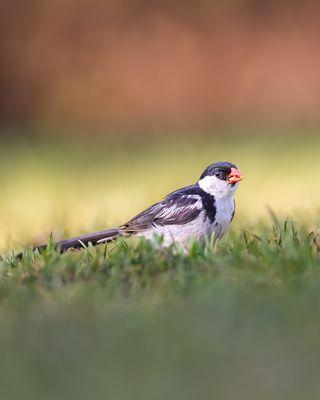 Huntington Central Park