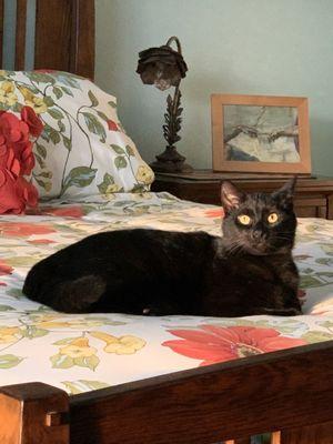 Cooley Veterinary Hospital