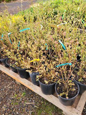 Happy Valley Nursery