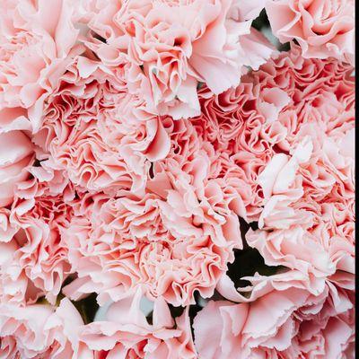 The Bloom Society