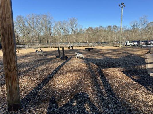 Dogs enjoying the run of the place.