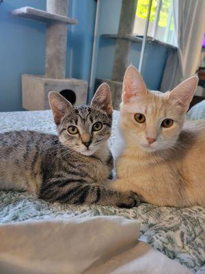 My four leg babies ate home! Loba an Gogi