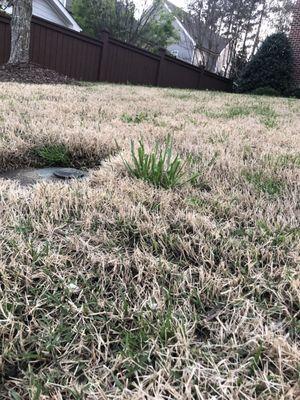 Front yard with sprouts, even though I was told the lawn was done just 48 hours before.